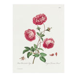 John Edwards – Larger Provence Rose (1770–1775) (Print Only) thumbnail