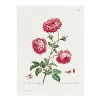 John Edwards – Larger Provence Rose (1770–1775) (Print Only)