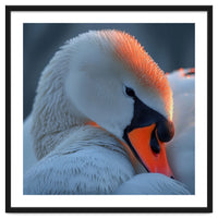 Close Up Of A White Swan With Water Droplets