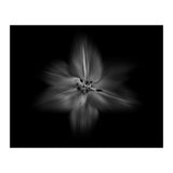Backyard Flowers In Black And White No 28 Flow Version (Print Only) thumbnail