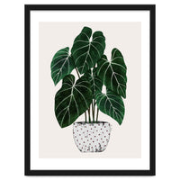 Philodendron Plant