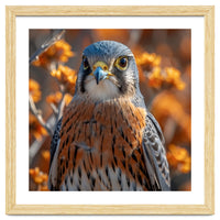Close Up Of A Kestrel Bird Of Prey