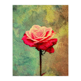 A Vibrant Red Rose  (Print Only) thumbnail