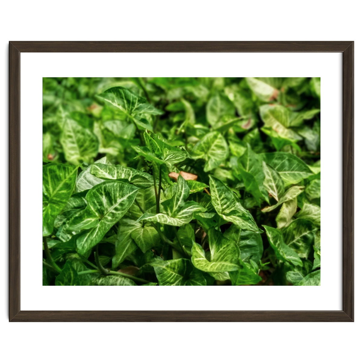 Green Arrow Head Plant Leaves