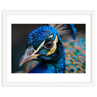Close Up Of A Peacock Head And Eye