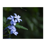 BLOSSOM. (Print Only) thumbnail
