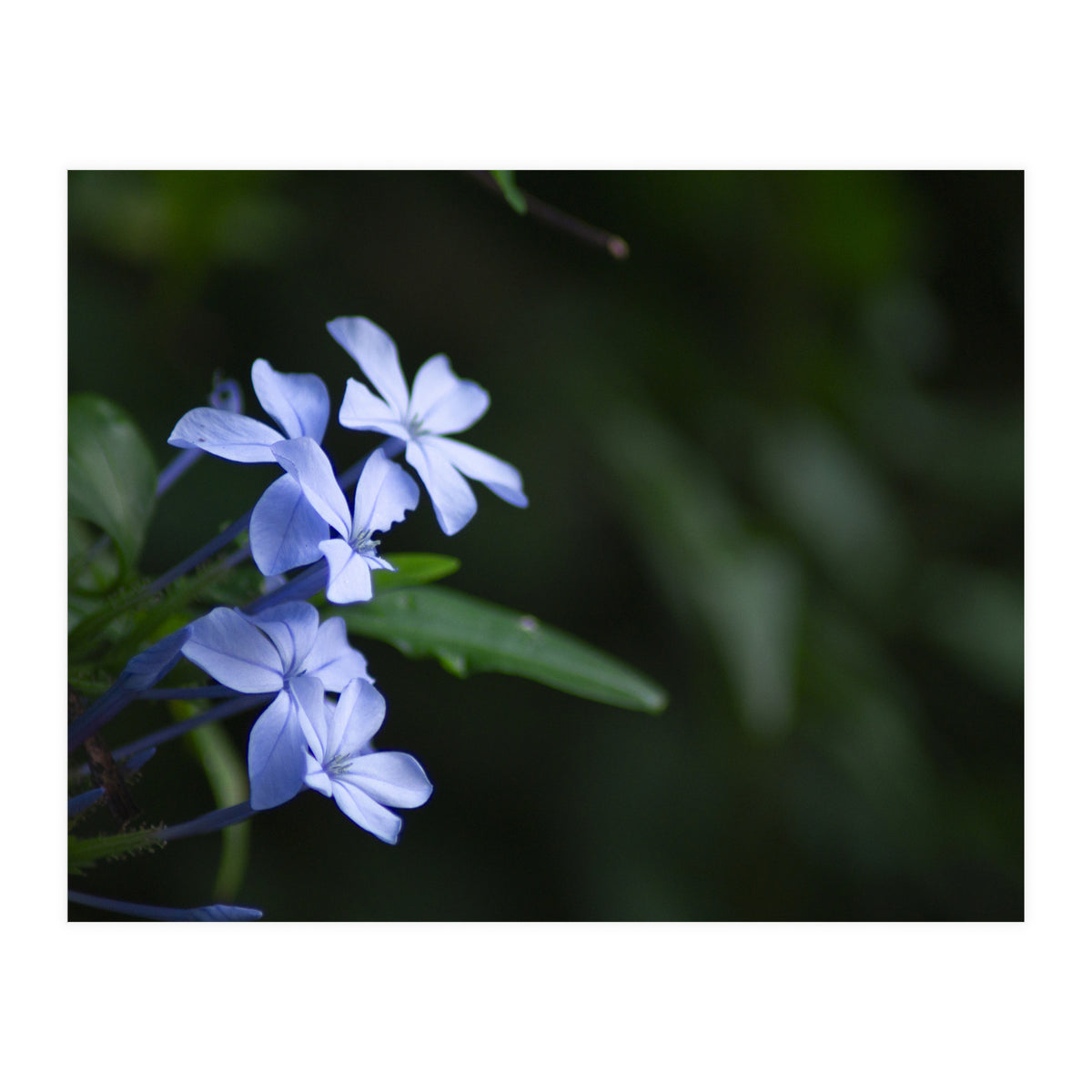 BLOSSOM. (Print Only)