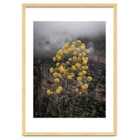 Yellow flowers in the mountains