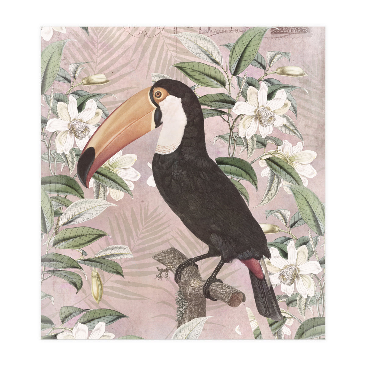Exotic Bird Toucan (Print Only)