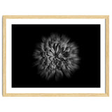 Backyard Flowers In Black And White No 48 Flow Version thumbnail