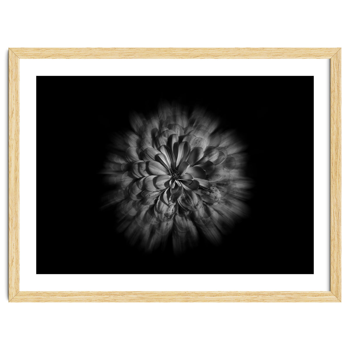 Backyard Flowers In Black And White No 48 Flow Version