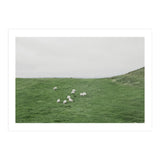 A flock of Sheep in the Green Hill - Iceland  (Print Only) thumbnail