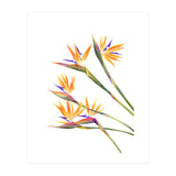 Strelitzien (Print Only) thumbnail