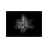 Backyard Flowers In Black And White No 28 Flow Version (Print Only) thumbnail