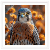 Close Up Of A Kestrel Bird Of Prey