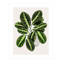 Maranta Plant (Print Only)