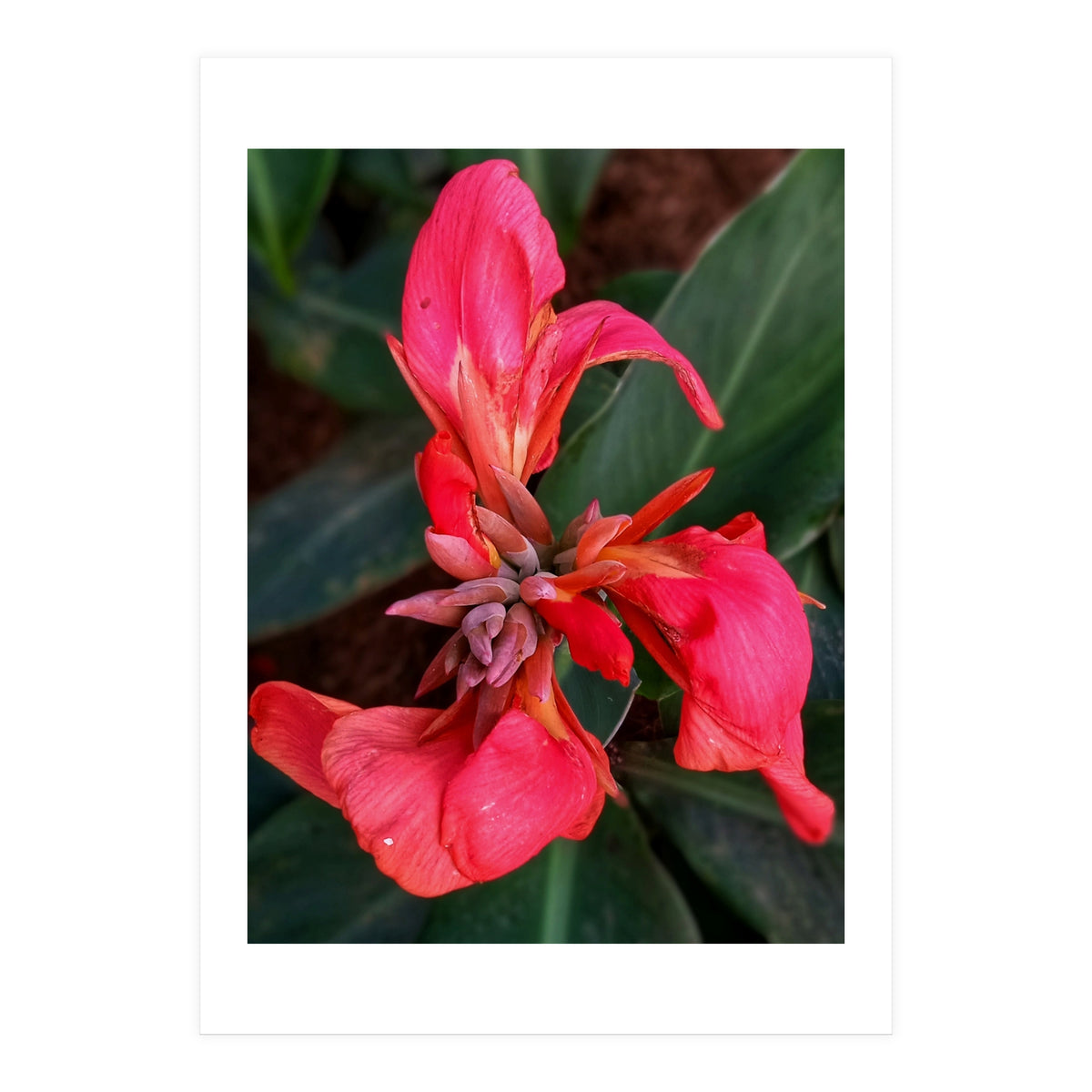 Red Indian Shot Flower (Print Only)