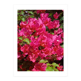 Pink Bougainvillea Flowers (Print Only) thumbnail
