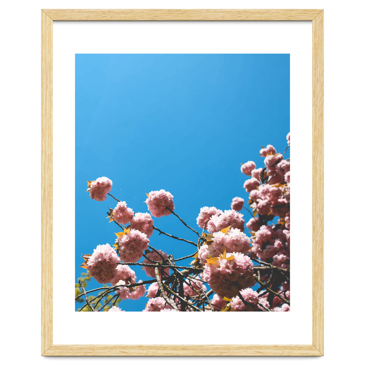Pink Summer