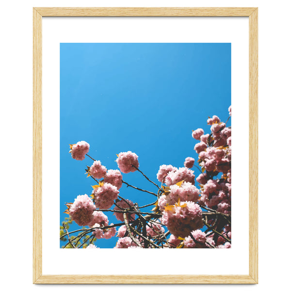 Pink Summer
