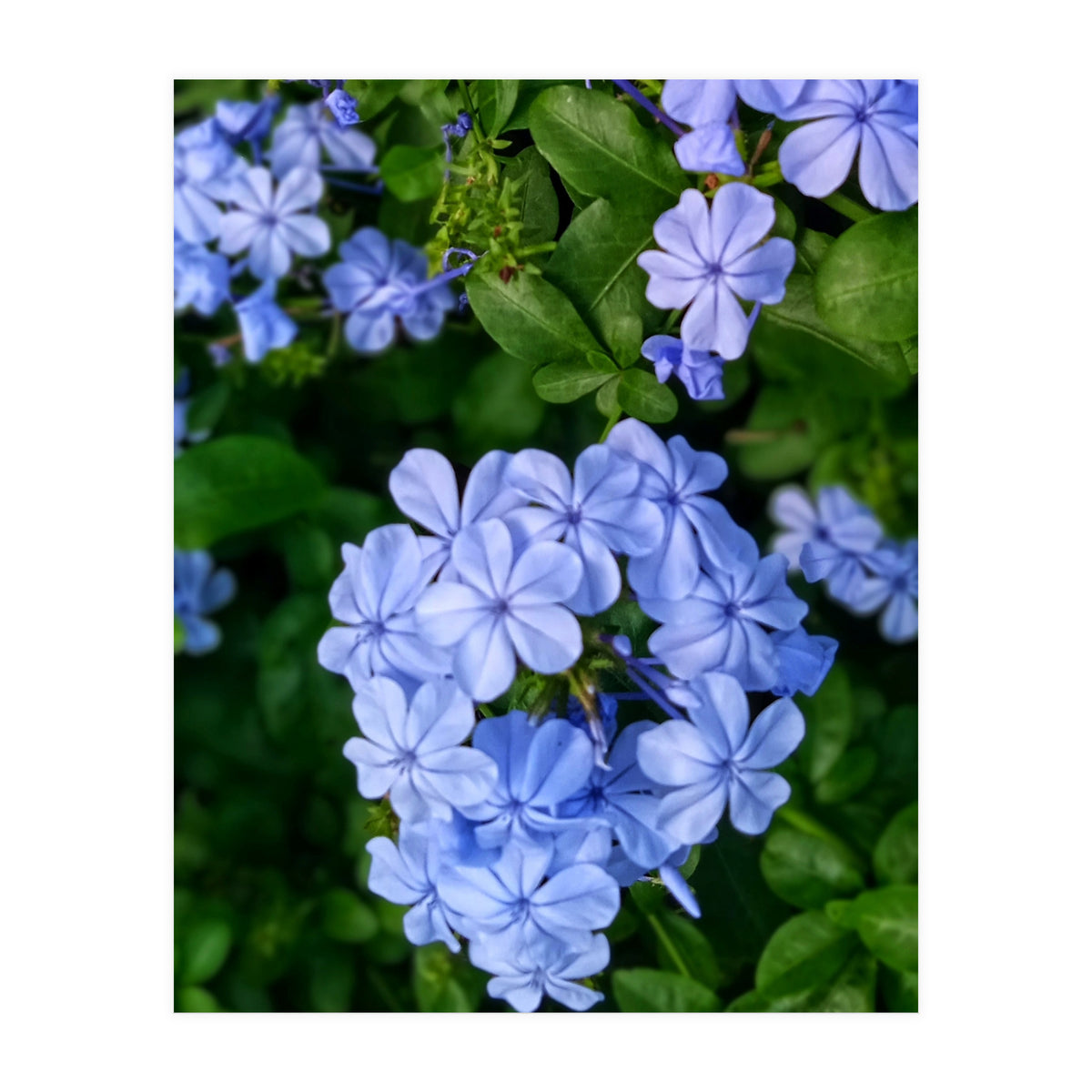 Blue Plambago Flowers (Print Only)