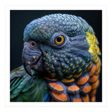 Close Up Portrait Of A Colorful Parrot's Face (Print Only) thumbnail