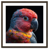 Close Up Parrot Face Red Blue Yellow Plumage thumbnail