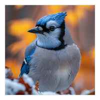 Blue Jay Bird In Winter Snowfall And Leaves (Print Only)