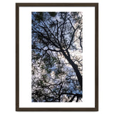 Tree from below thumbnail