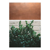Plant + Copper (Print Only) thumbnail