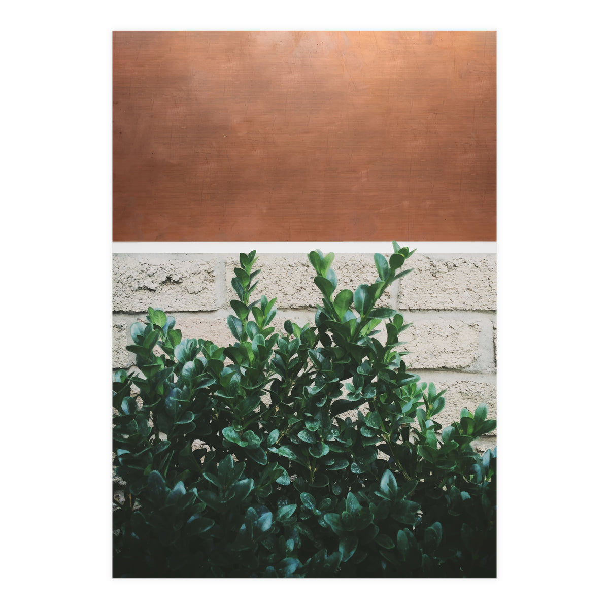 Plant + Copper (Print Only)