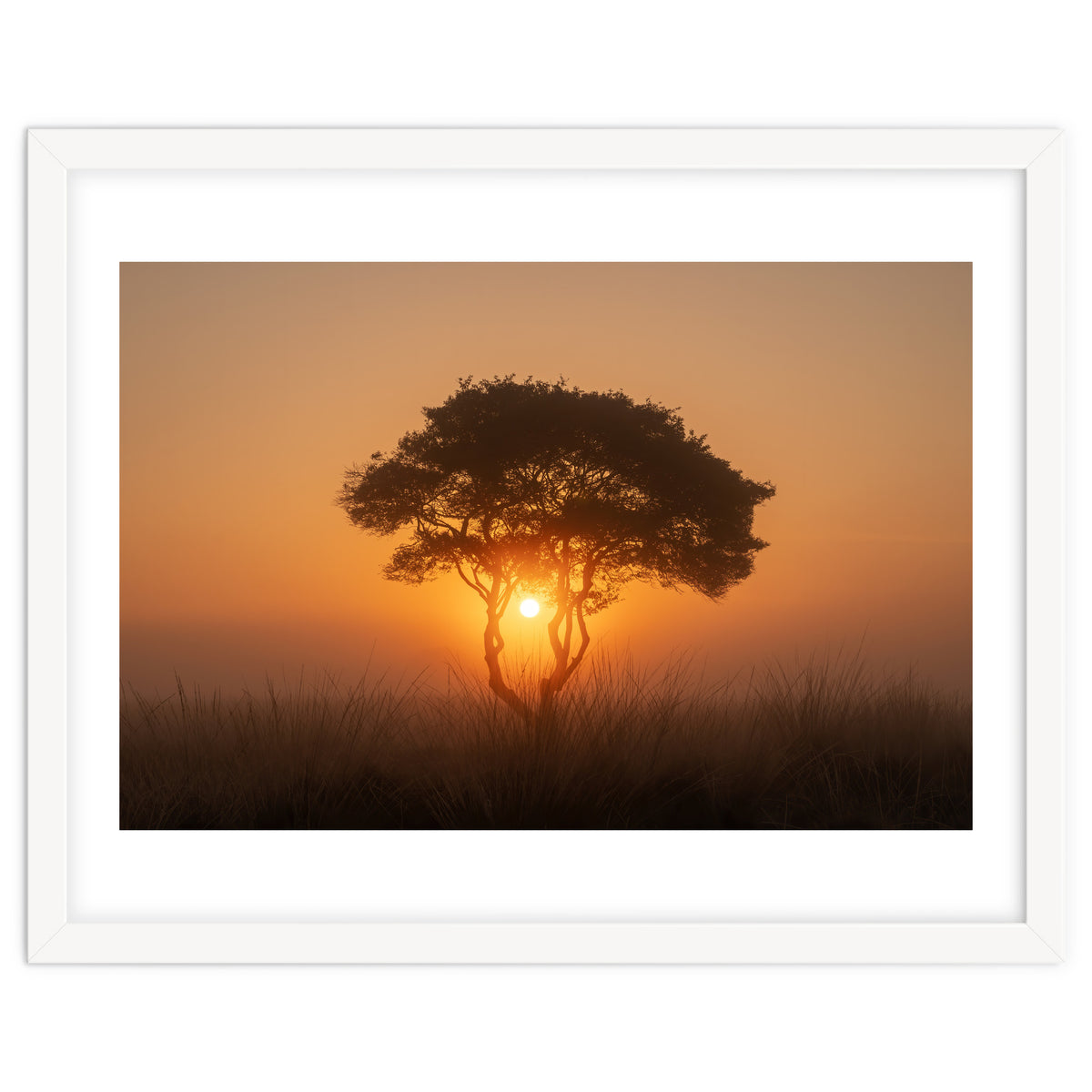 Tree at sunrise