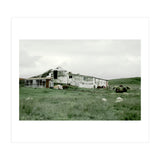 Sheep with a farmhouse - Iceland  (Print Only) thumbnail