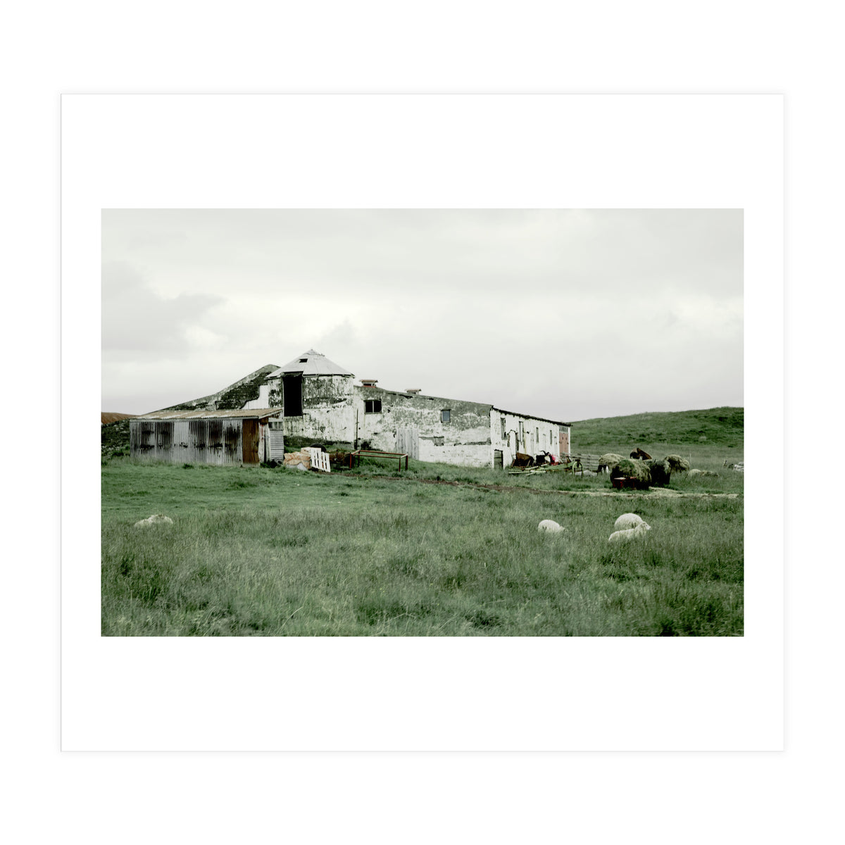 Sheep with a farmhouse - Iceland  (Print Only)