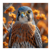 Close Up Of A Kestrel Bird Of Prey (Print Only)