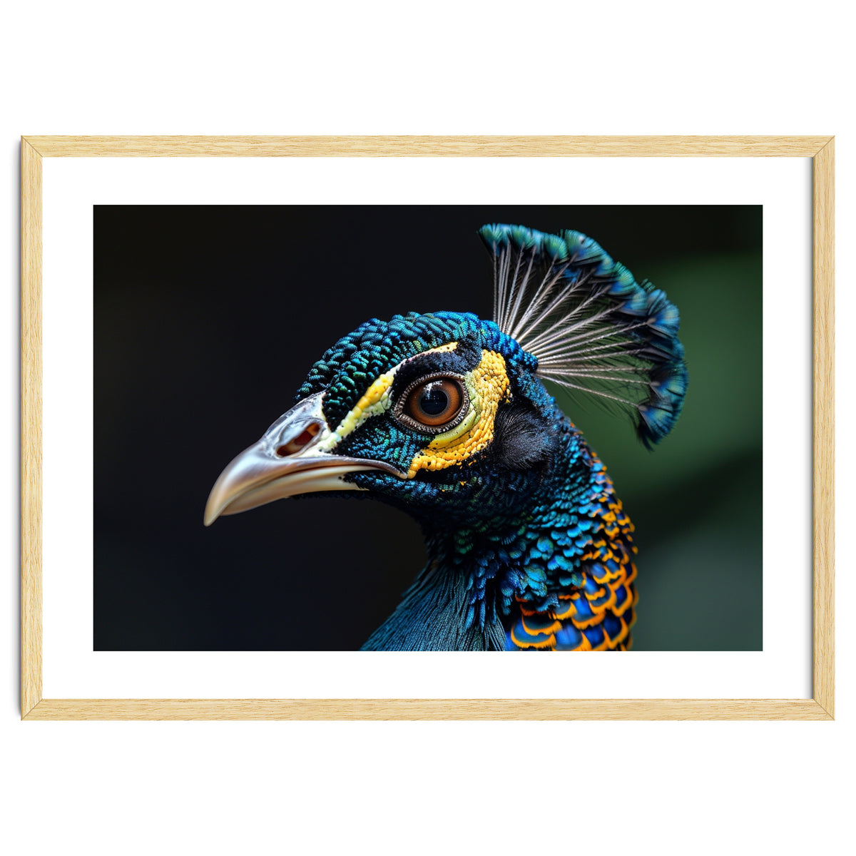 Close-up of a Peacock’s Head