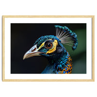 Close-up of a Peacock’s Head