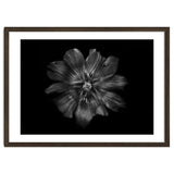 Backyard Flowers In Black And White 22 thumbnail