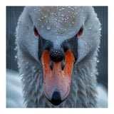 Close Up Of A Swan's Face With Water Droplets (Print Only) thumbnail