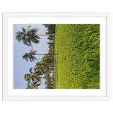 The Paddy Fields of Kerala, South India thumbnail