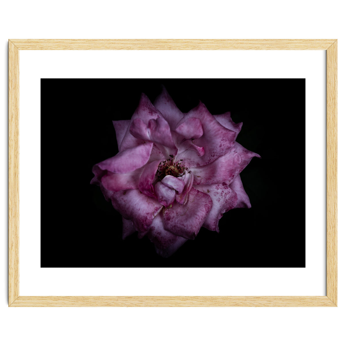 Backyard Flowers No 111 Color Version