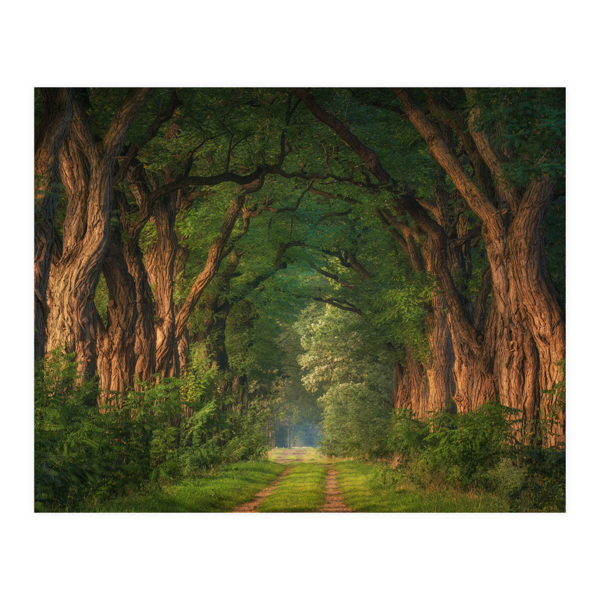 Soft morning light (Print Only)