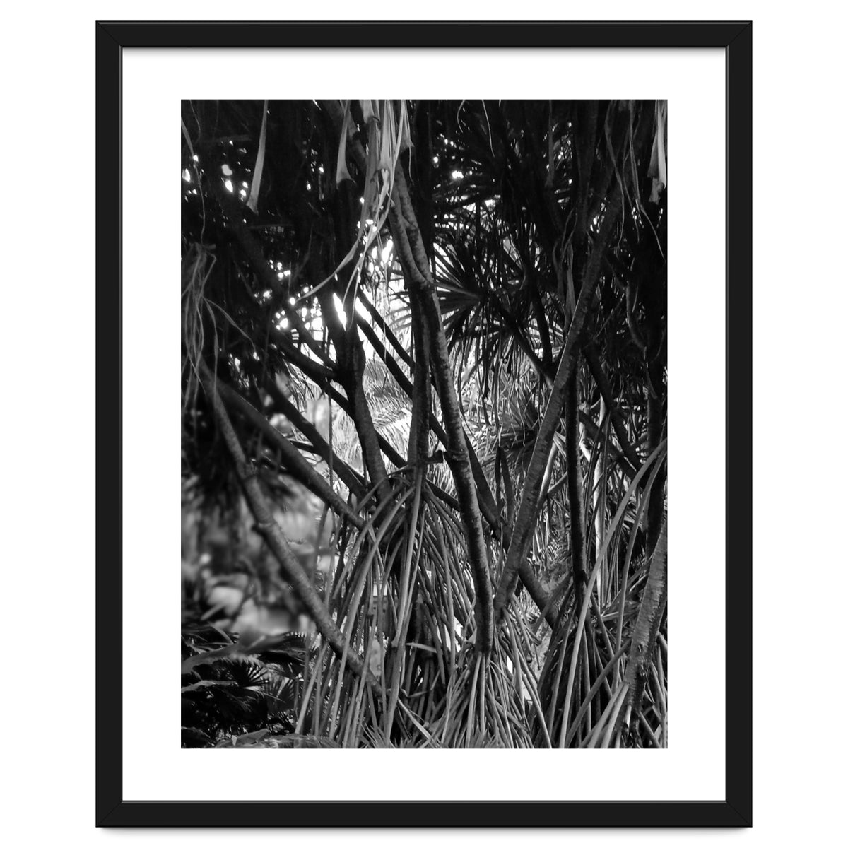 Black Tectorius Plant Art