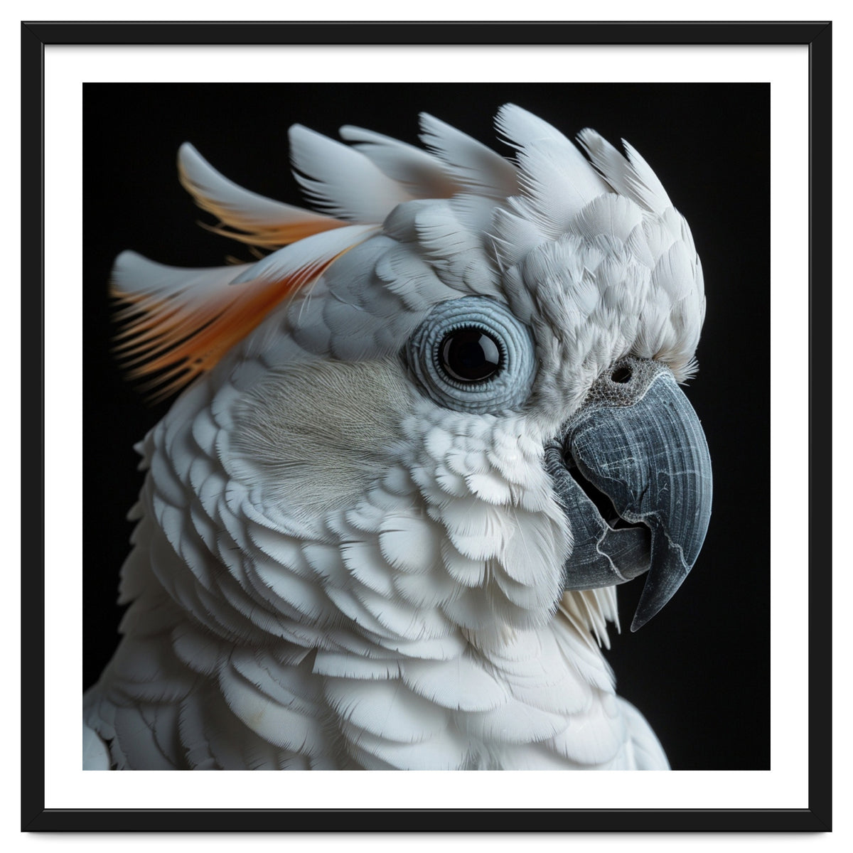 White Cockatoo Parrot With Orange Crest