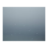 Flying Segulls in thet winter sky (Print Only) thumbnail