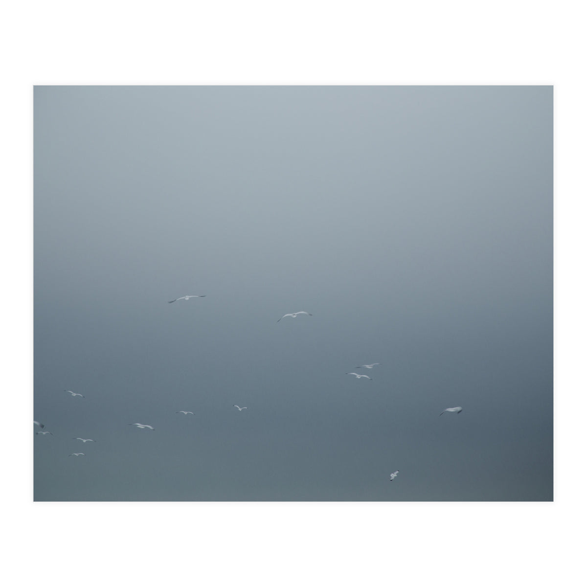 Flying Segulls in thet winter sky (Print Only)