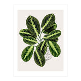 Maranta Plant (Print Only) thumbnail