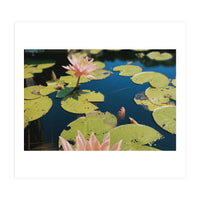 Lotus Pond | Landscape (Print Only)