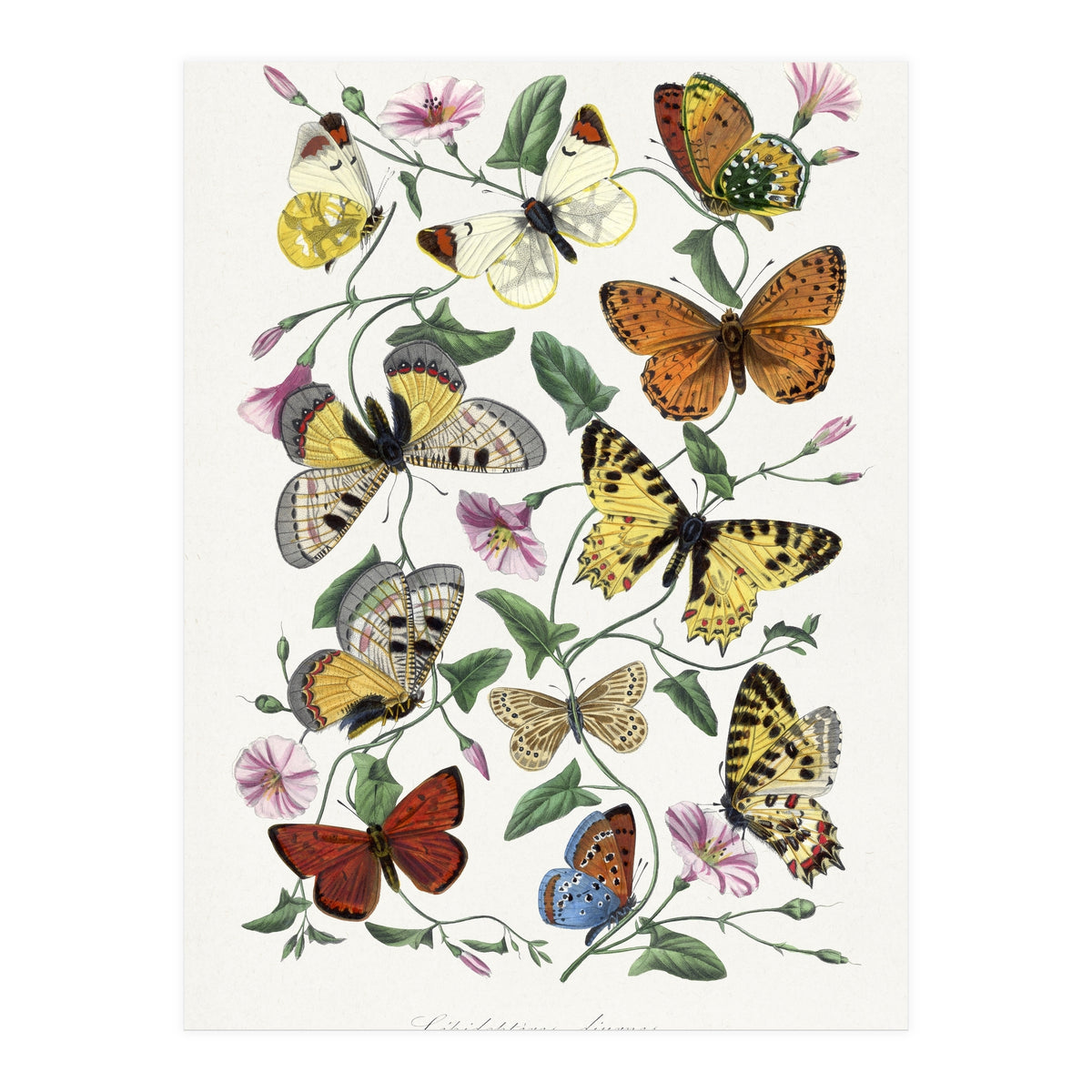 Paul Gervais – Butterfly and Moth Natural History Illustration (1842) (Print Only)