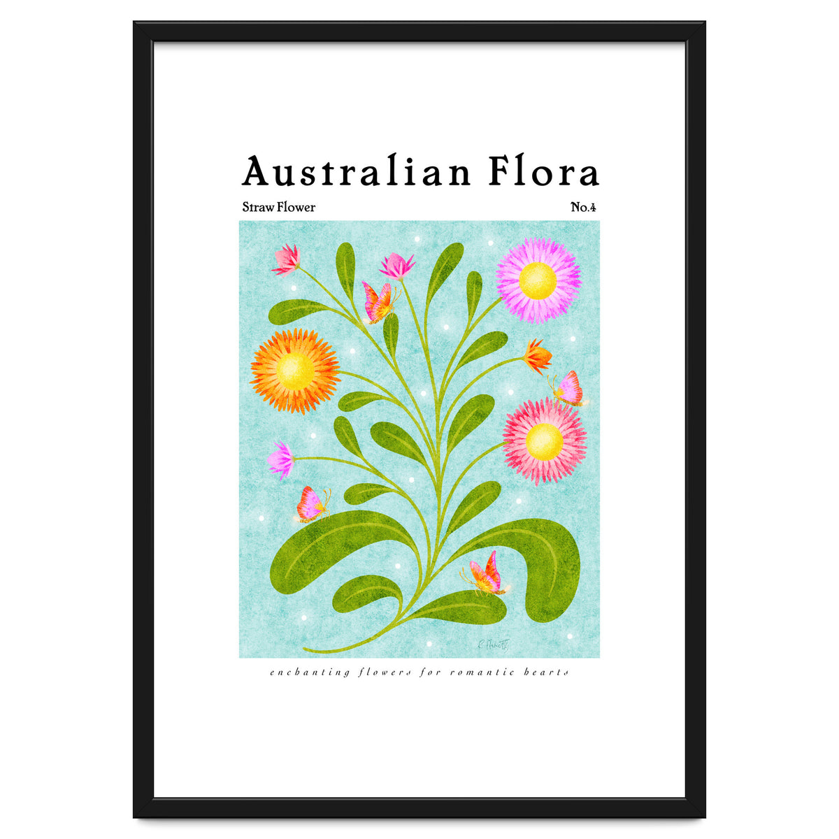 Australian Flora: Straw Flower